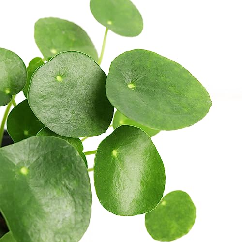 Pilea Peperomioides Houseplant in 4" or 6" Pot B424112