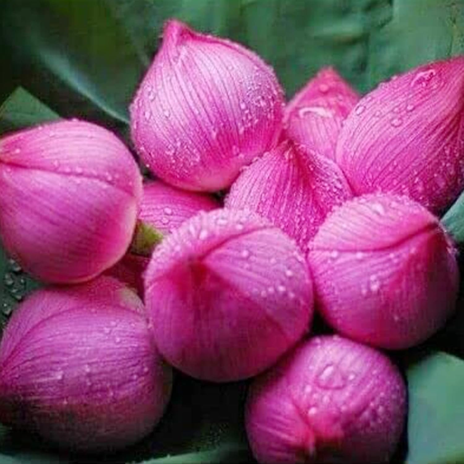 QAUZUY GARDEN Lotus Flower Seeds Nelumbo Nucifera Mixed Colors Water Plant D893