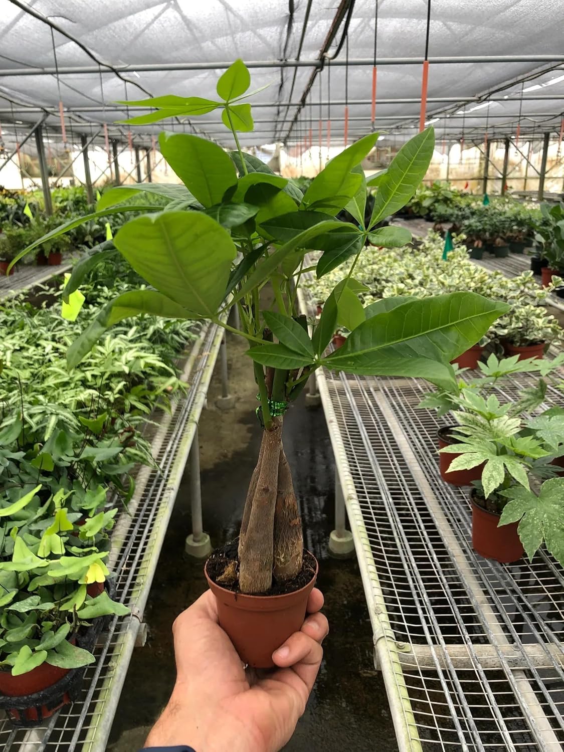 Money Tree Guiana Chestnut Pachira Braid in 4" Pot Live Indoor Plant A295