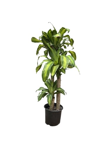 Simply Trees Dracaena Mass Cane 'Corn Plant' - Air Purifying, Low Light Indoor Houseplant - Great for Living Room Decor, Office Decor, or Bathroom Decor - Staple for Home Decoration