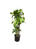 Simply Trees Dracaena Mass Cane 'Corn Plant' - Air Purifying, Low Light Indoor Houseplant - Great for Living Room Decor, Office Decor, or Bathroom Decor - Staple for Home Decoration