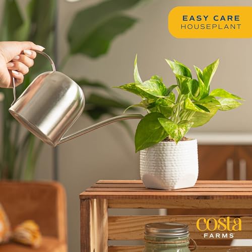 Costa Farms Live Pothos Plant T916