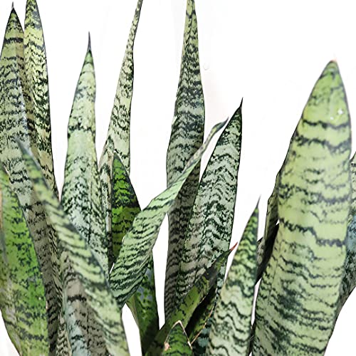 Sansevieria Easy Care Live Houseplant by American Plant Exchange R6177