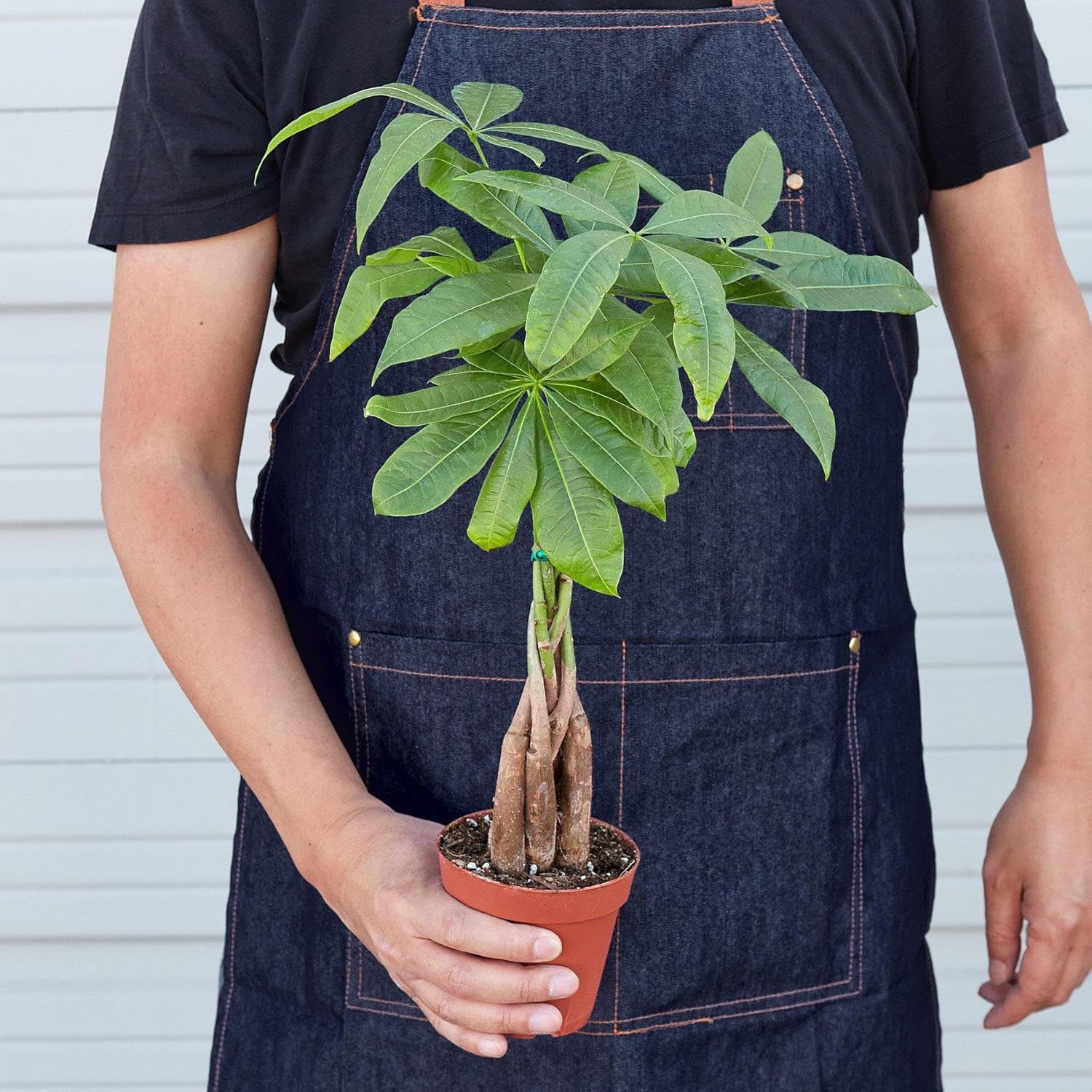 Money Tree Guiana Chestnut Pachira Braid in 4" Pot Live Indoor Plant A295
