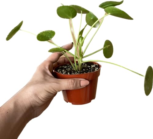 Chinese Money Plant Live Pilea peperomioides Indoor Houseplant 4-Inch Pot A201