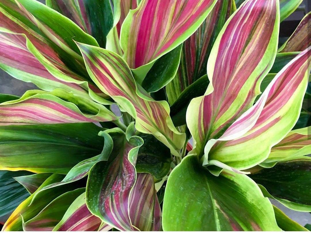 Cordyline Sherbert Ti Plant in 10 Inch Growers Pot Y423026