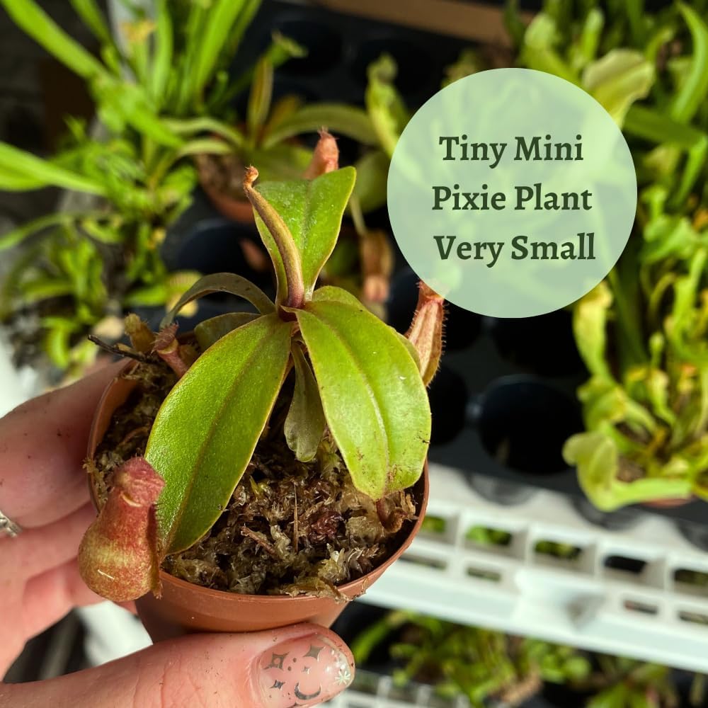 BubbleBlooms Winged Pitcher Plant in 2 Inch Pot O1783