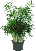 American Plant Exchange King Sago Palm Tree Real Live Plant