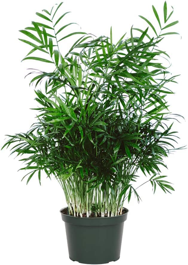 American Plant Exchange King Sago Palm Tree Real Live Plant