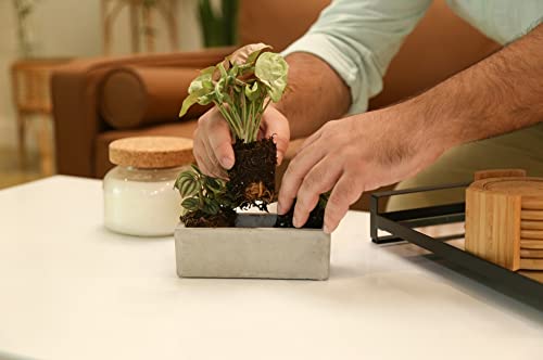 Costa Farms Mini Houseplants G207634