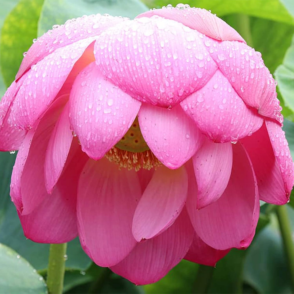 QAUZUY GARDEN Lotus Flower Seeds Nelumbo Nucifera Mixed Colors Water Plant D893