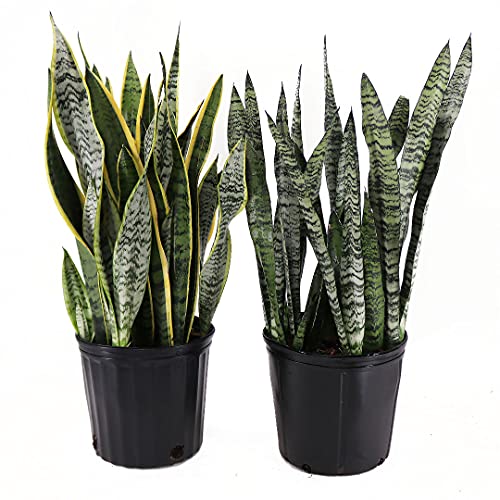 American Plant Exchange Sansevieria Easy Care Air Purifying Live Houseplant