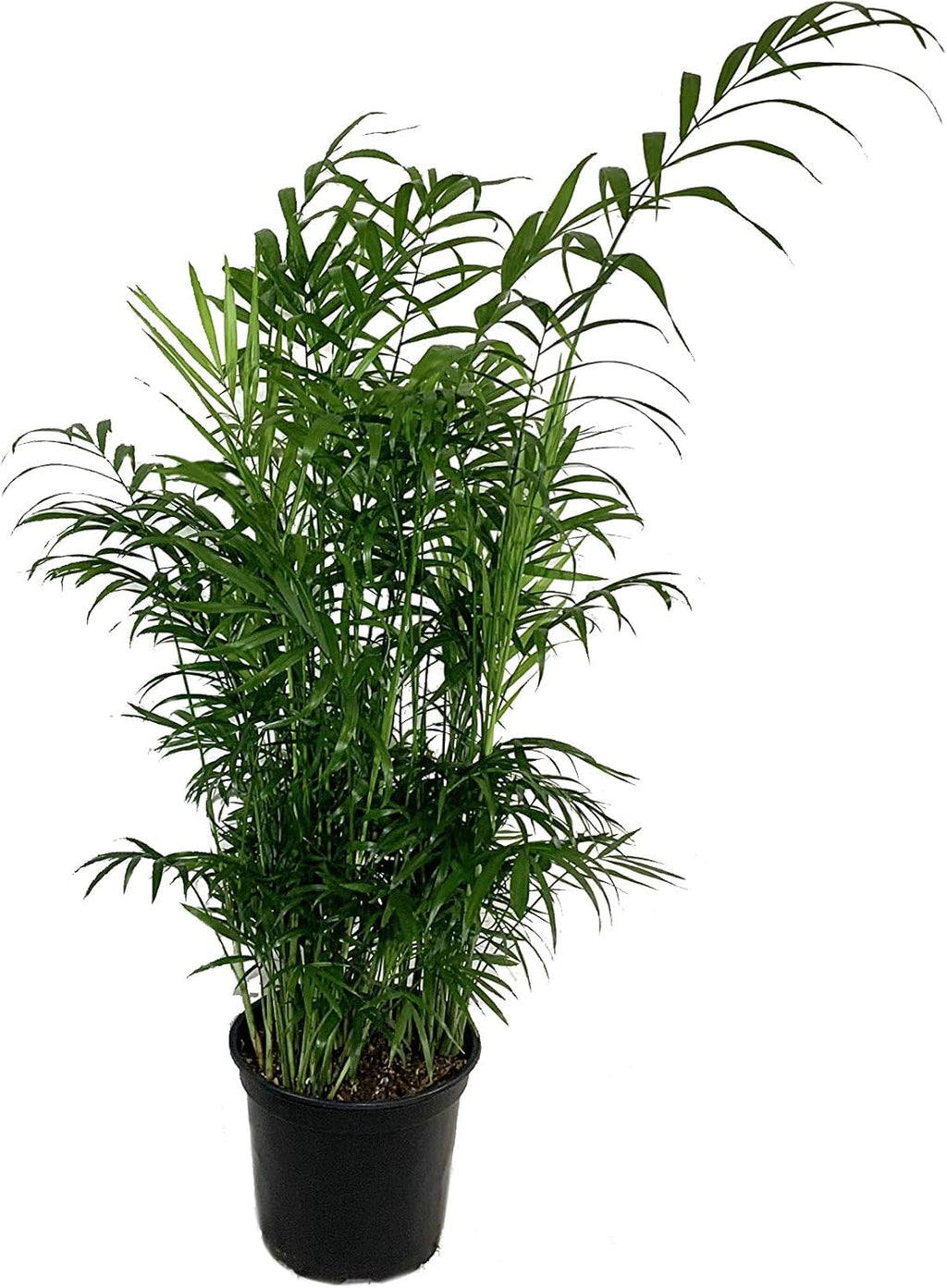 ZZ Zamioculcas, Dracaena Janet Craig & Parlor Palm - 3 Live Plants in 6 Inch Pots B191