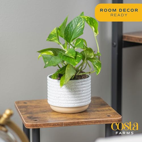 Costa Farms Live Pothos Plant T916