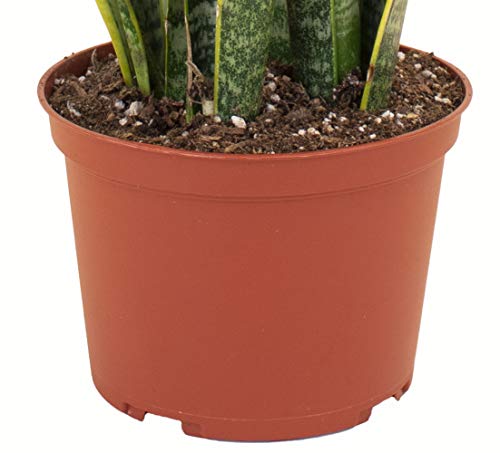 Sansevieria Laurentii Snake Plant Indoor House Plant K451160
