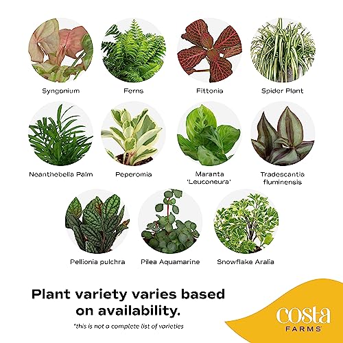 Costa Farms Mini Houseplants G207634