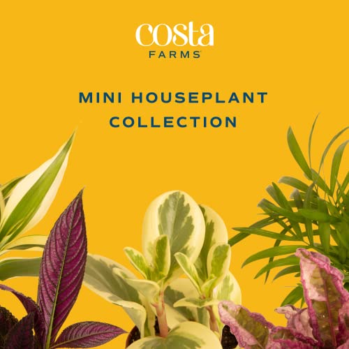 Costa Farms Mini Houseplants G207634