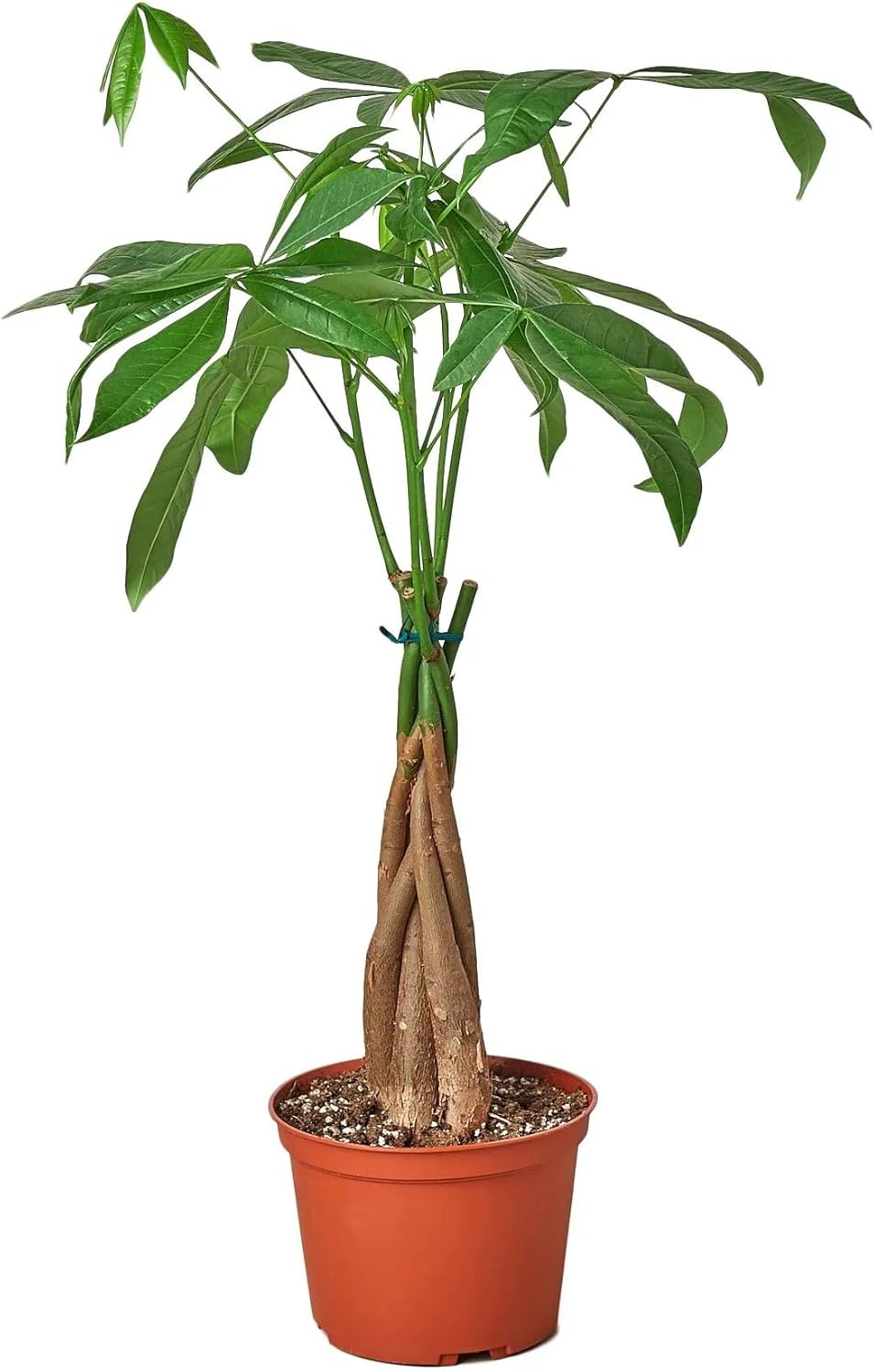 Money Tree 'Guiana Chestnut' Pachira Braid in 4" Pot | Live Plant for Indoor | House Plant Decor for Living Room, Office, Bathroom | 7"-12" Tall