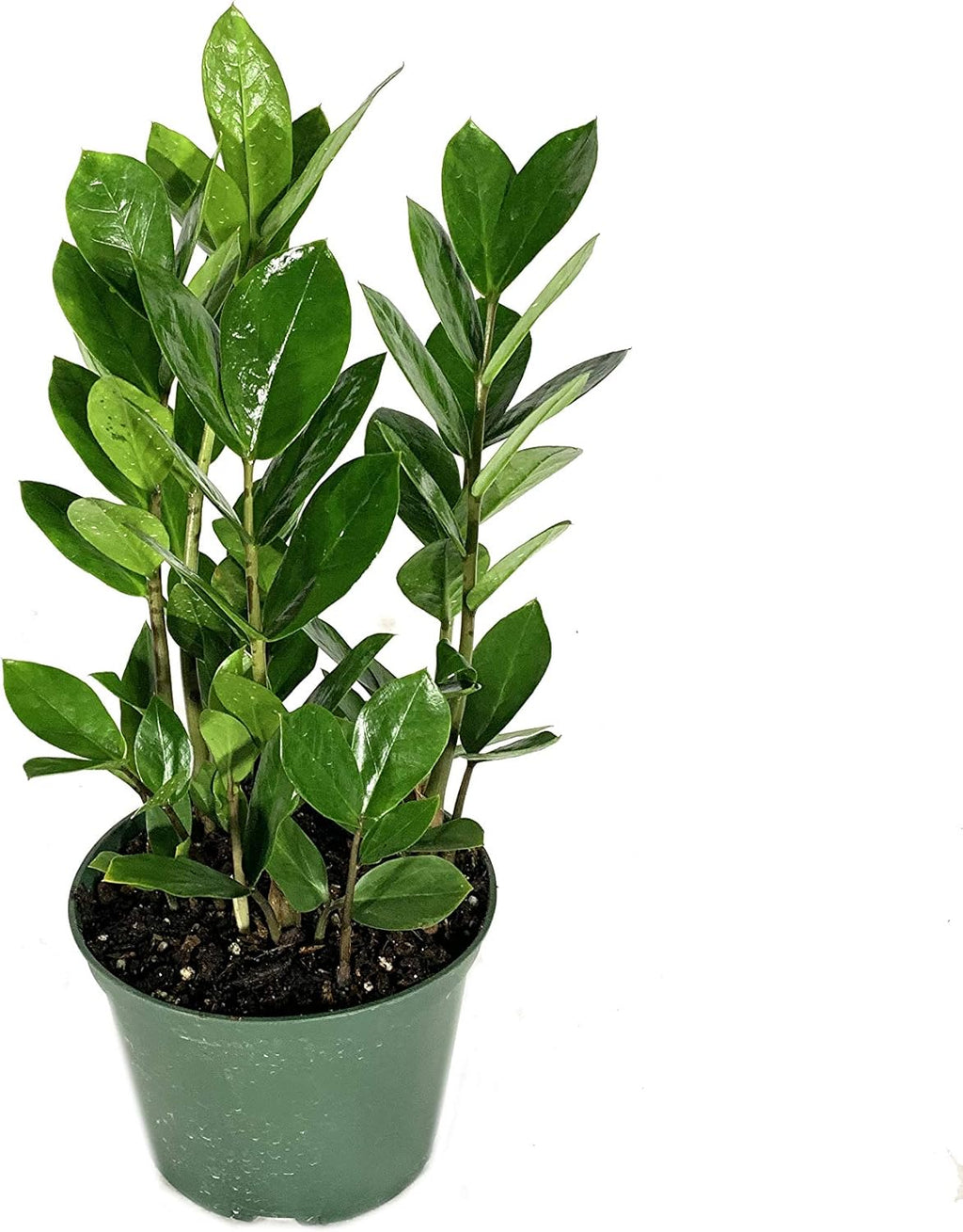 ZZ Zamioculcas, Dracaena Janet Craig & Parlor Palm - 3 Live Plants in 6 Inch Pots B191