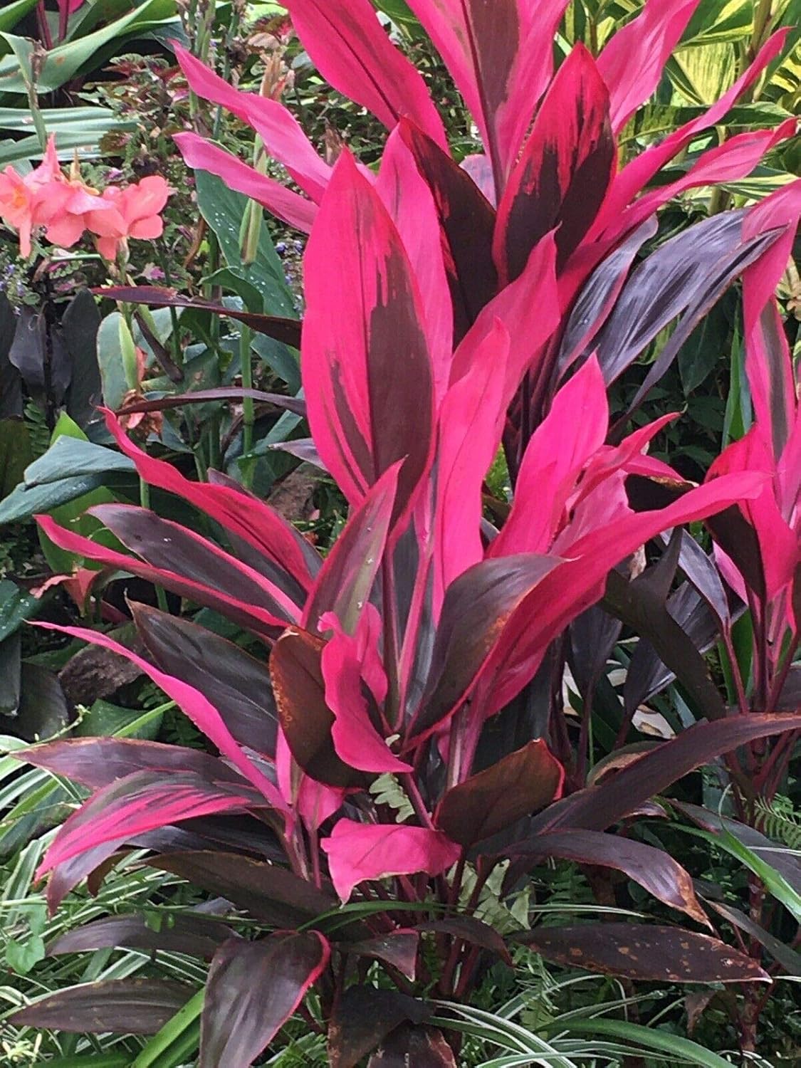 Cordyline Red Sister Hawaiian Ti Plant in 10 Inch Growers Pot W5680