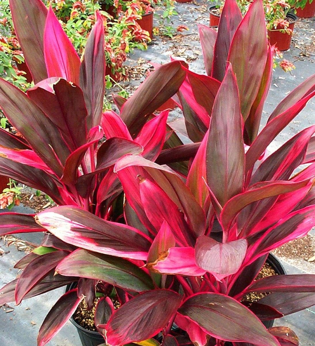 Cordyline Red Sister Hawaiian Ti Plant in 10 Inch Growers Pot W5680