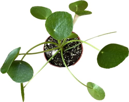 Chinese Money Plant Live Pilea peperomioides Indoor Houseplant 4-Inch Pot A201