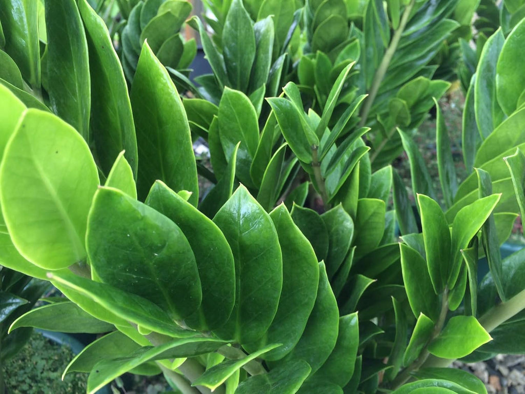 ZZ Plant Live in 4 Inch Pot - Zamioculcas Zamiifolia Indoor Plant G129