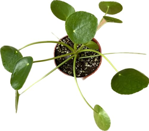 Chinese Money Plant Live Pilea peperomioides Indoor Houseplant 4-Inch Pot A201