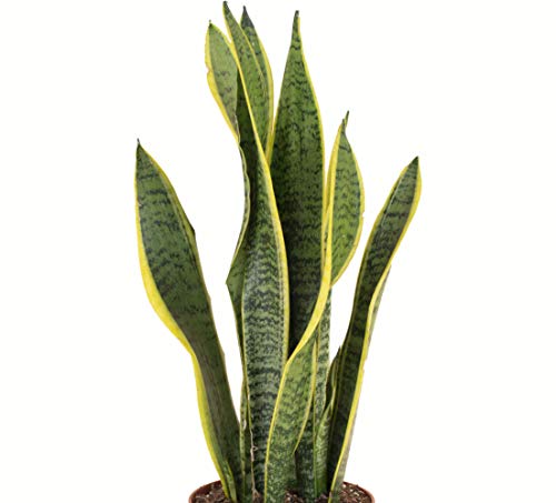 Sansevieria Laurentii Snake Plant Indoor House Plant K451160