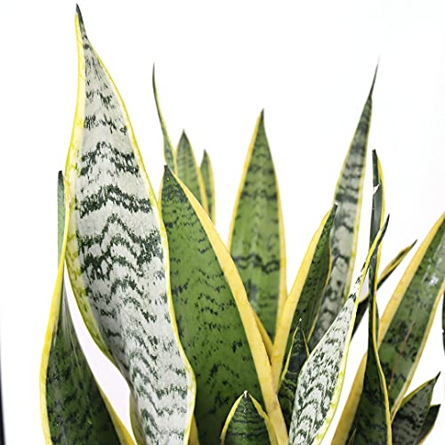 Sansevieria Easy Care Live Houseplant by American Plant Exchange R6177