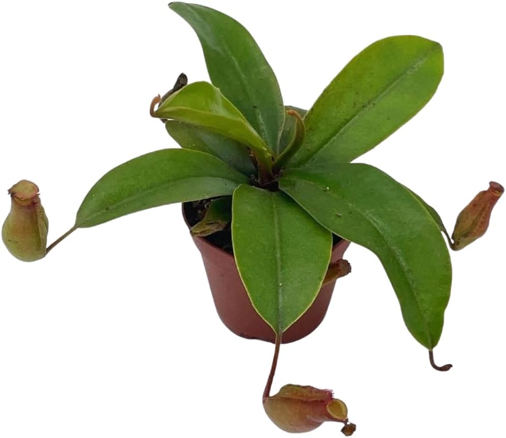 BubbleBlooms Winged Pitcher Plant, Carnivorous, in 2 inch Pot