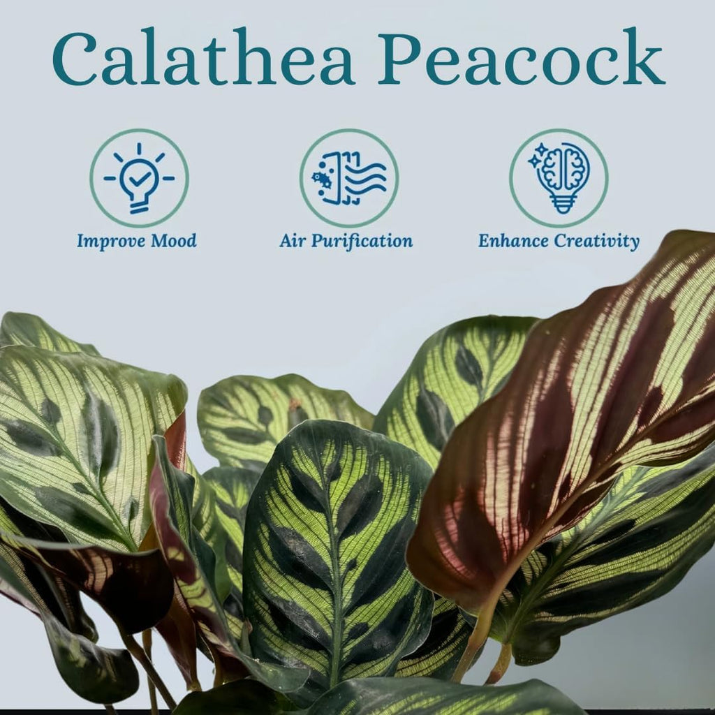 Calathea Peacock Live Plant Indoor Houseplant F1407