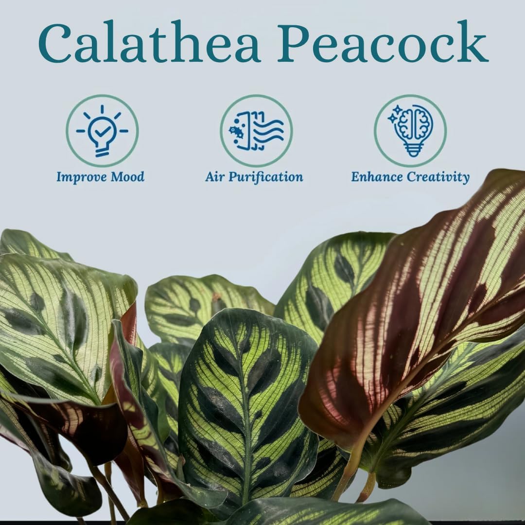 Calathea Peacock Live Plant Indoor Houseplant F1407