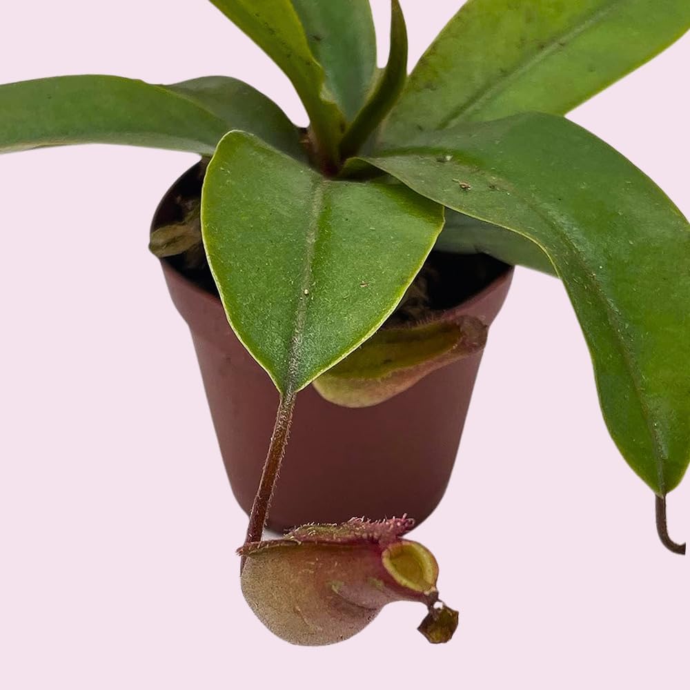 BubbleBlooms Winged Pitcher Plant in 2 Inch Pot O1783