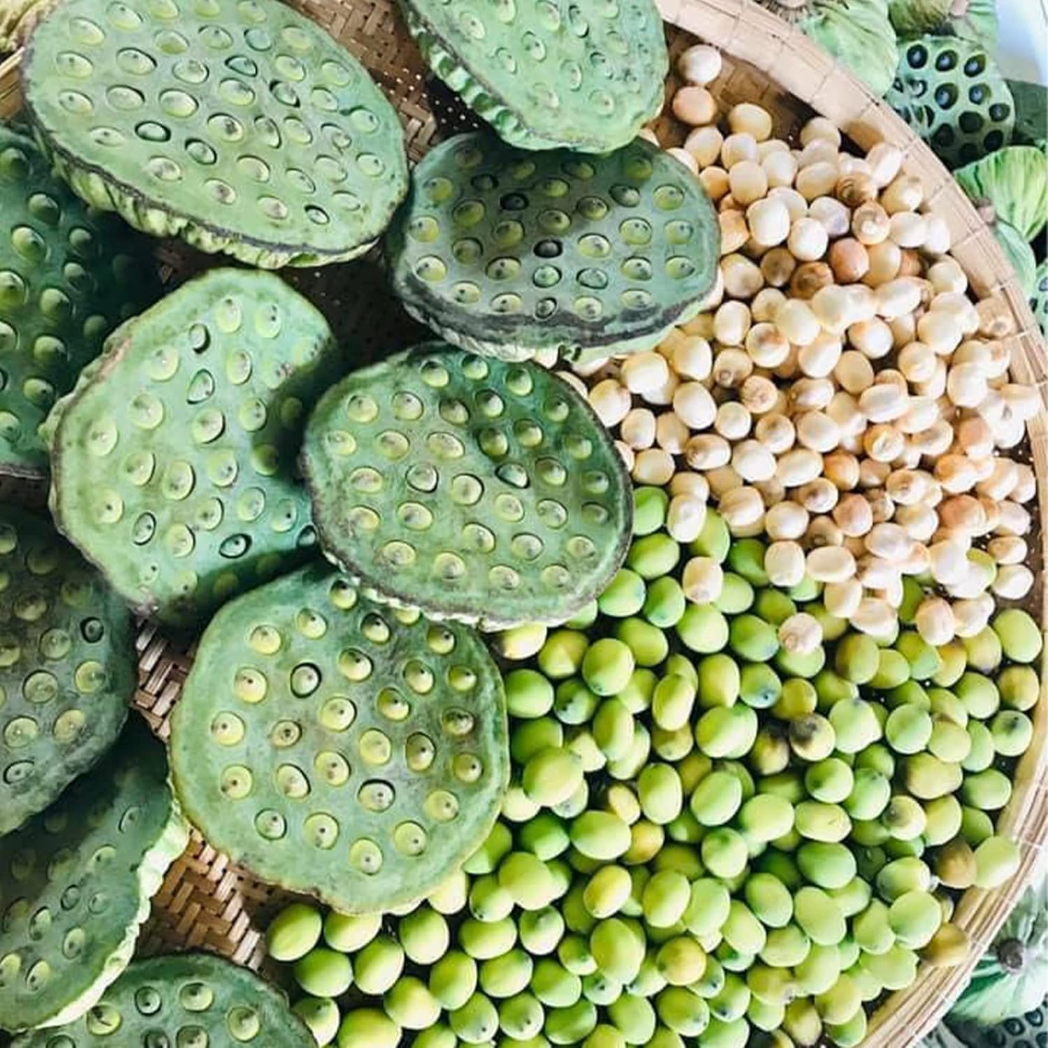QAUZUY GARDEN Lotus Flower Seeds Nelumbo Nucifera Mixed Colors Water Plant D893