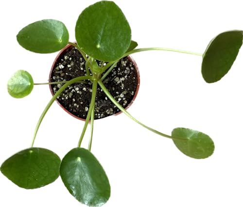 Chinese Money Plant Live Pilea peperomioides Indoor Houseplant 4-Inch Pot A201