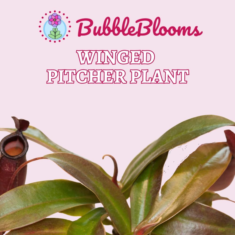 BubbleBlooms Winged Pitcher Plant in 2 Inch Pot O1783