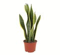 Shop Succulents | Standing Collection | Hand Selected, Air Purifying Live Sansevieria Laurentii Snake Indoor House Plant