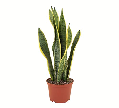 Shop Succulents | Standing Collection | Hand Selected, Air Purifying Live Sansevieria Laurentii Snake Indoor House Plant
