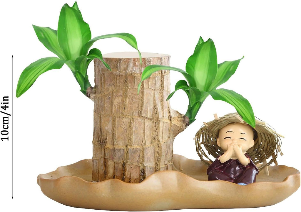 Brazilian Wood Plant Indoor Desktop Decor, Hydroponic Potted Live Plant A2748